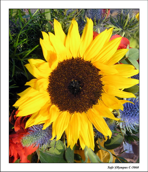 2006 - 05 - Macro 08